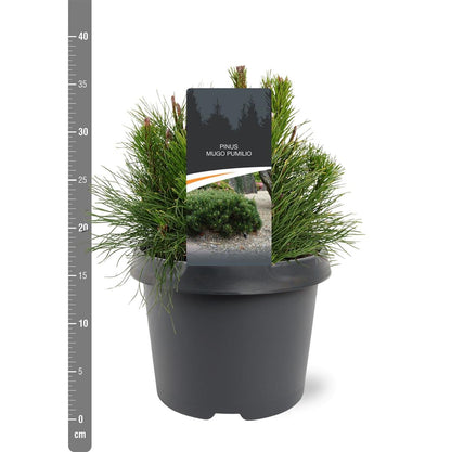 Pinus mugo pumilio C3 (3 liters kruka) 20-25 cm