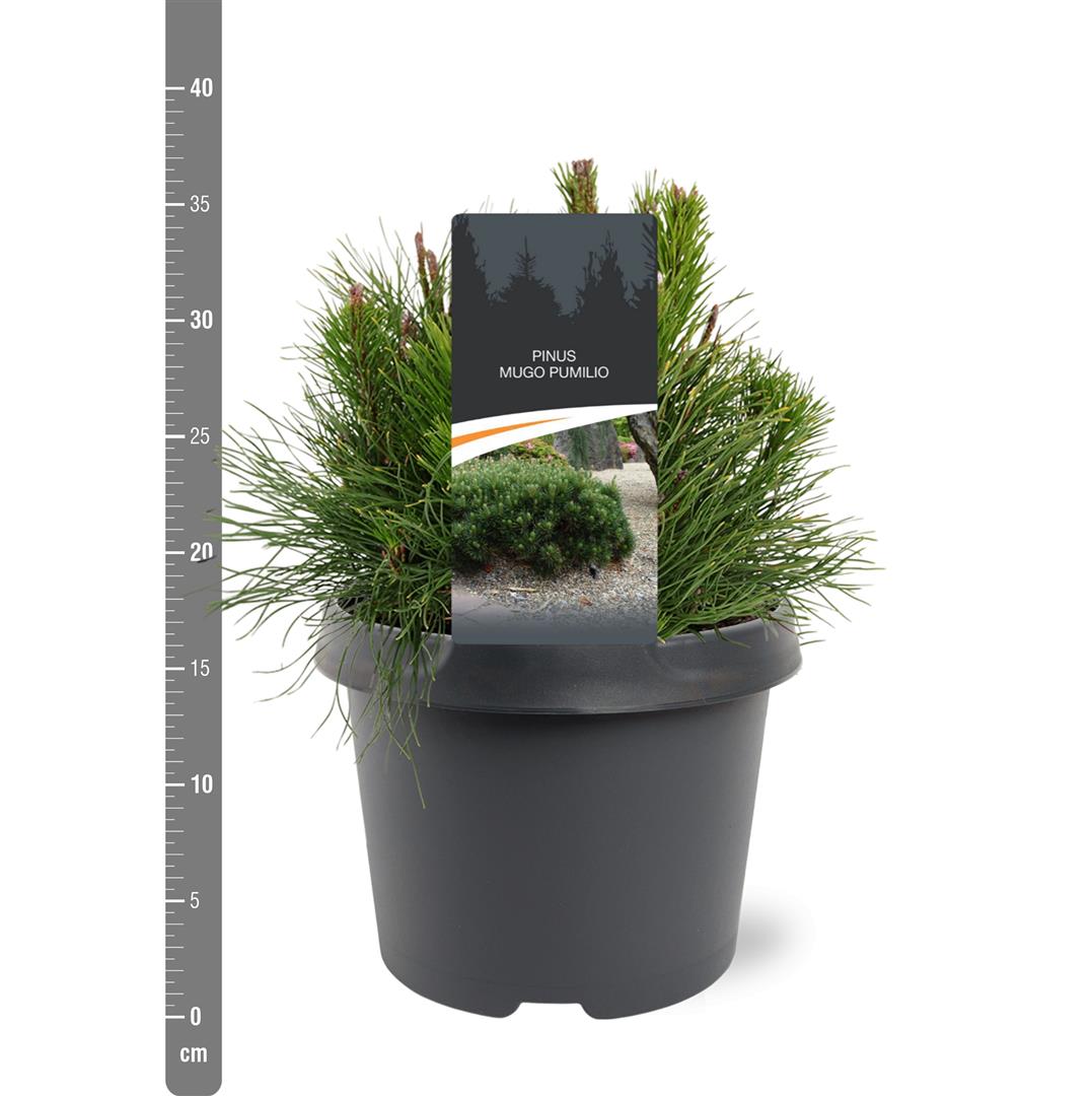 Pinus mugo pumilio 11 cm kruka 10-15 cm