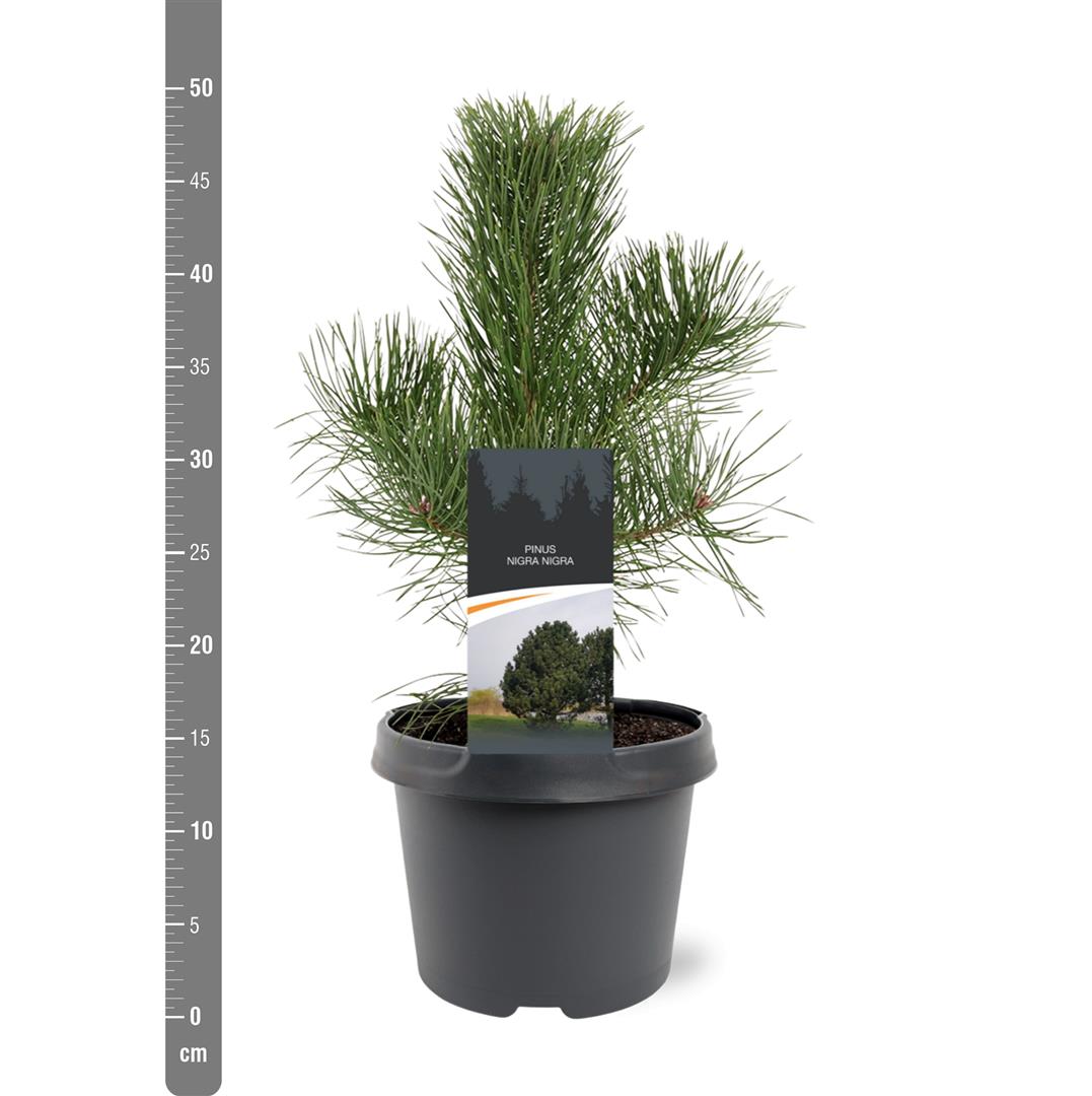 Tall nigra nigra - C3/P19 30-40 CM