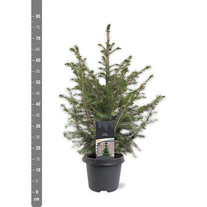 Picea omorika C5 (5 liters kruka) 50-60 cm