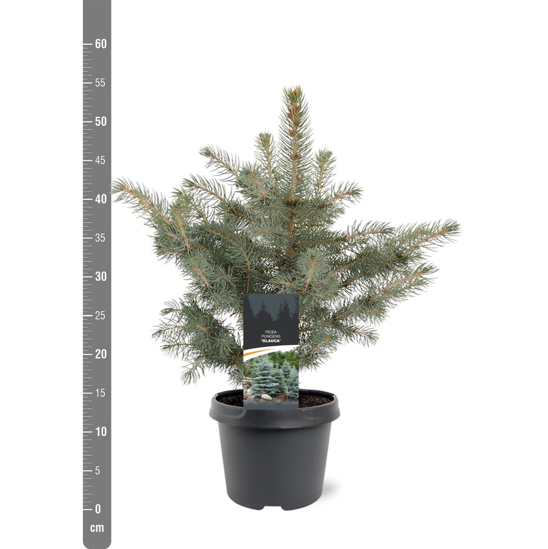 Picea pungens glauca C7,5 (7,5 liters kruka) 50-60 cm