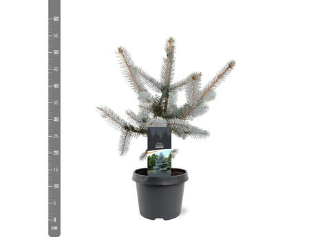 Picea pungens "Hoopsii"