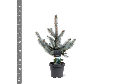 Picea pungens "Hoopsii"