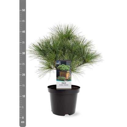 Pinus strobus &
