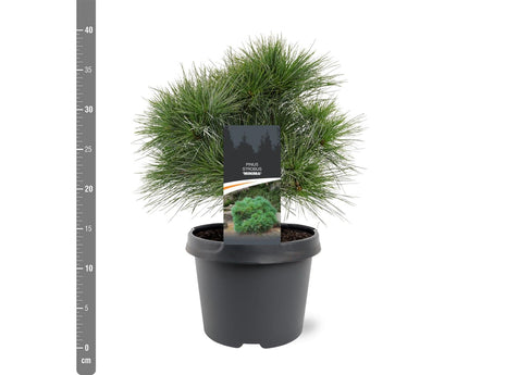 Pinus strobus "Minima"