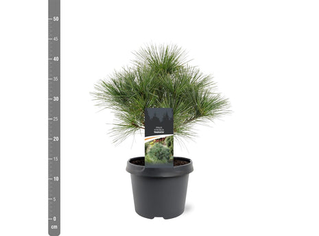 Pinus strobus 'Radiata'