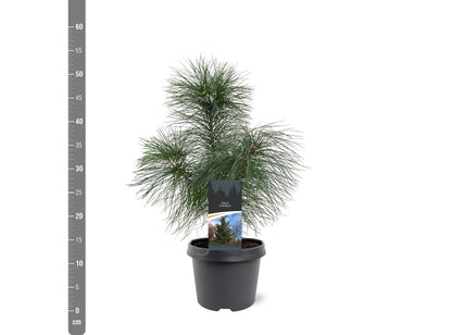 Pinus strobus C3 (3 liters kruka) 30-40 cm