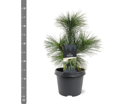 Pinus schwerinii 'Wiethorst'