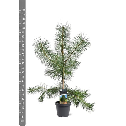 Pinus sylvestris C5 (5 liters kruka) / 23 cm kruka 80-100 cm