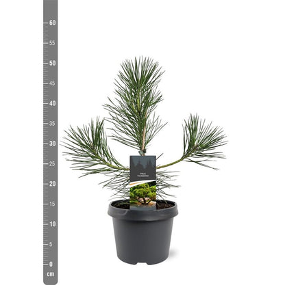 Pinus thunbergii C3 (3 liters kruka) 30-40 cm