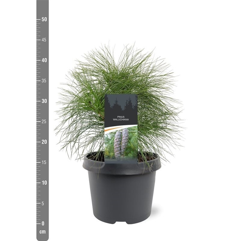 TW-1404811