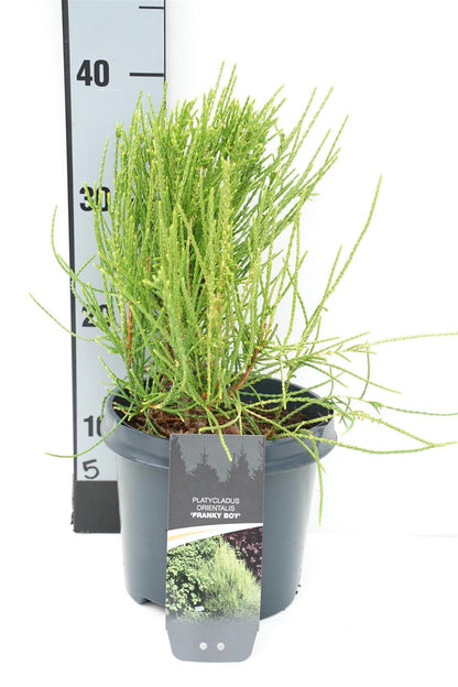 Platycladus orientalis &