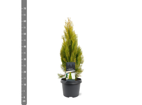 Platycladus or.'Pyramid.Aurea' (thuja)