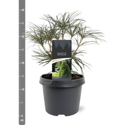 Sciadopitys verticillata C3 (3 liters kruka) / 19 cm kruka 25-30 cm