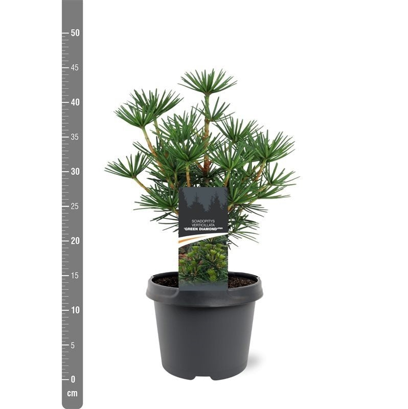 Sciadopitys vert. &