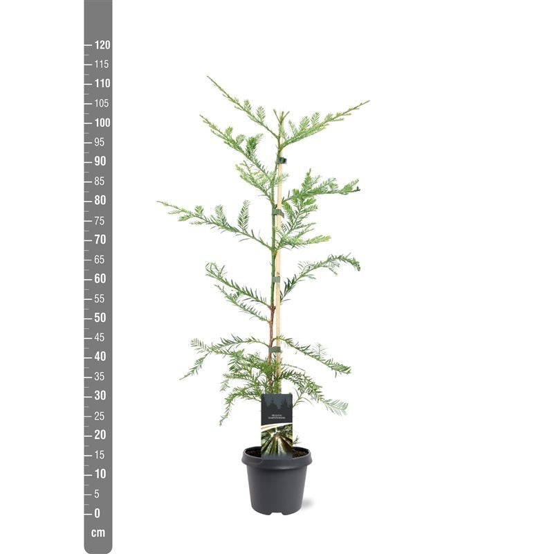 Sequoia sempervirens C5 (5 liters kruka) 80-100 cm