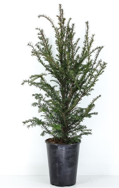 Idegran baccata - C5/P23 50-60 CM