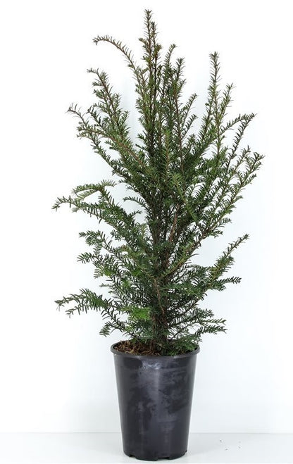 Taxus baccata C5 (5 liters kruka) 50-60 cm