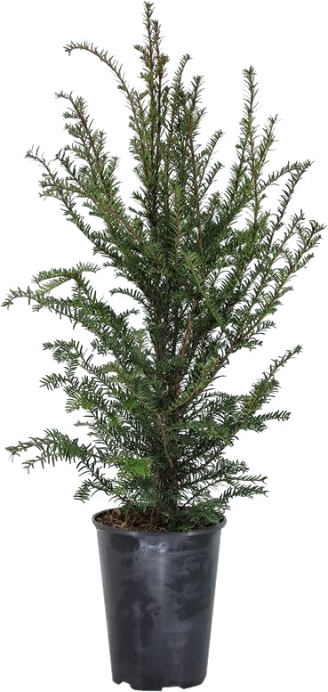 Taxus baccata 50-60 cm, C5 (5 liters kruka)