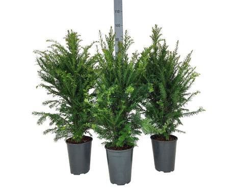 Taxus baccata