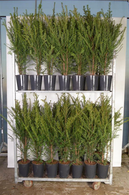 Taxus baccata 80-100 cm C4 (4 liters kruka)