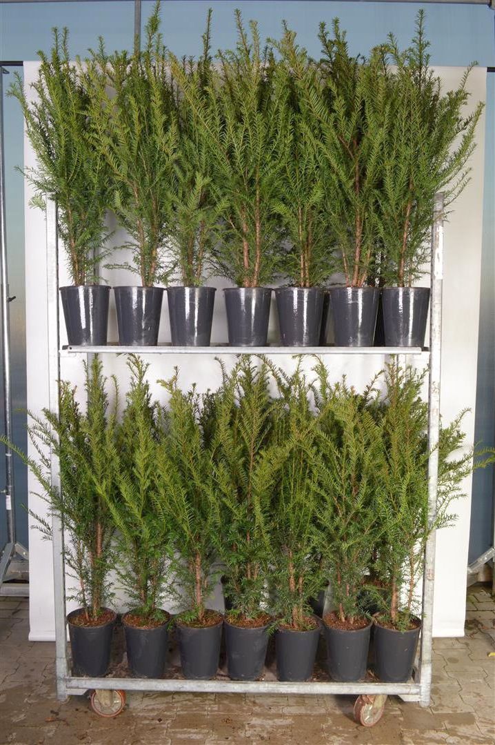 Taxus baccata 80-100 cm C4 (4 liters kruka)