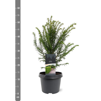 Taxus baccata C3 (3 liters kruka) 30-40 cm