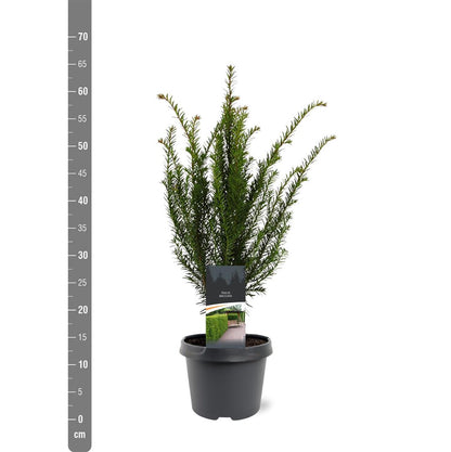 Taxus baccata C3 (3 liters kruka) 40-50 cm