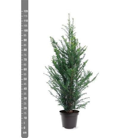 Taxus baccata