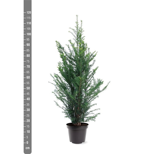 Taxus baccata 80-100 cm C7,5 (7,5 liters kruka)