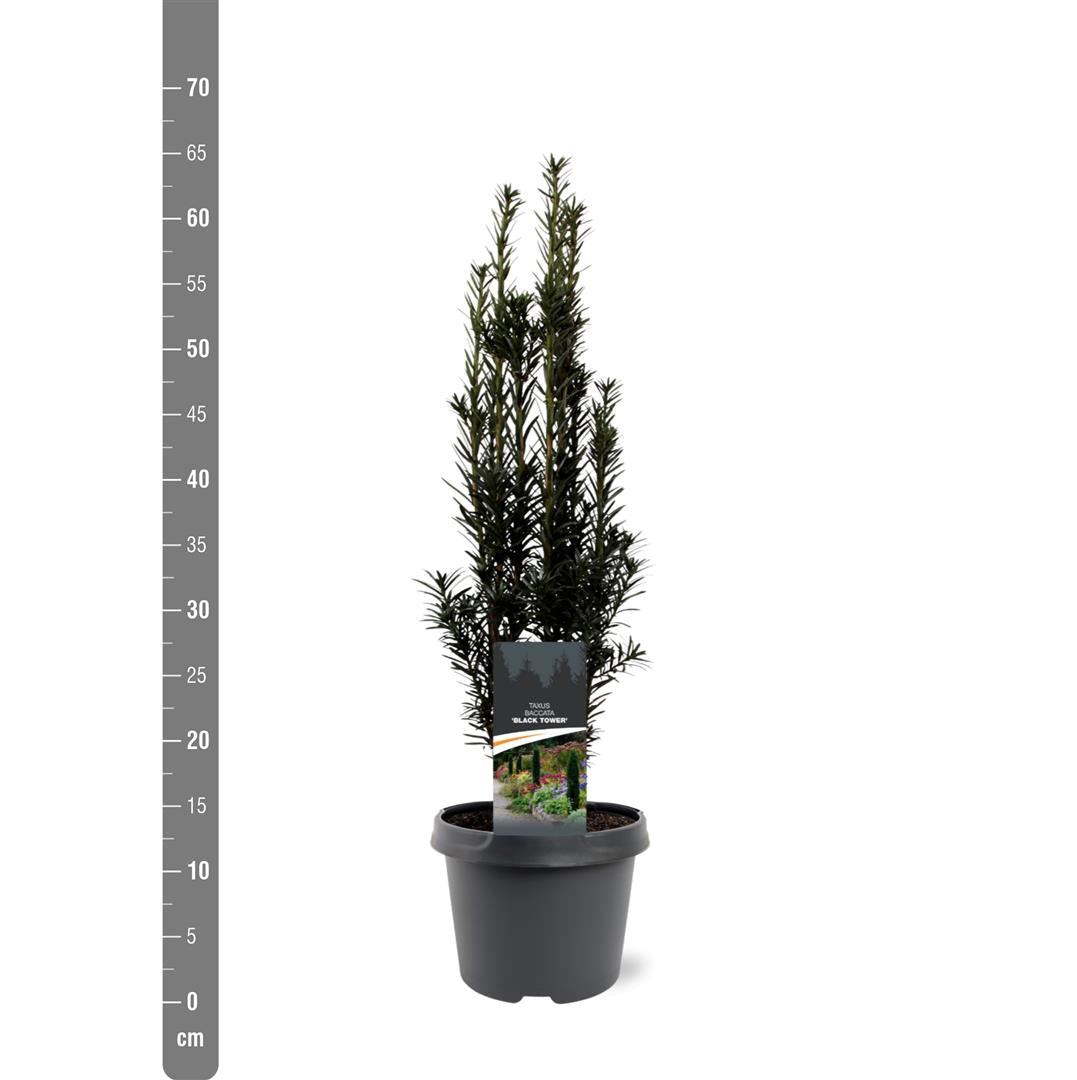 Taxus b. &