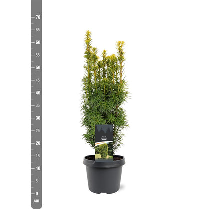 Taxus baccata &