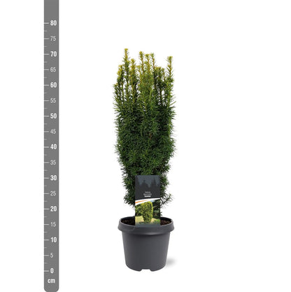 Taxus b. &