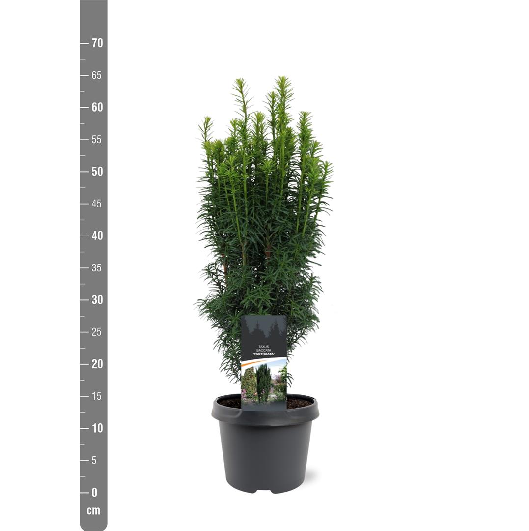 Taxus b. &