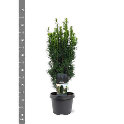 Taxus b. &