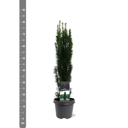 Taxus baccata &