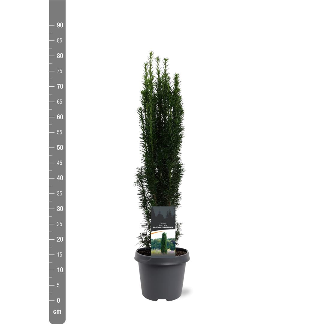 Taxus baccata &