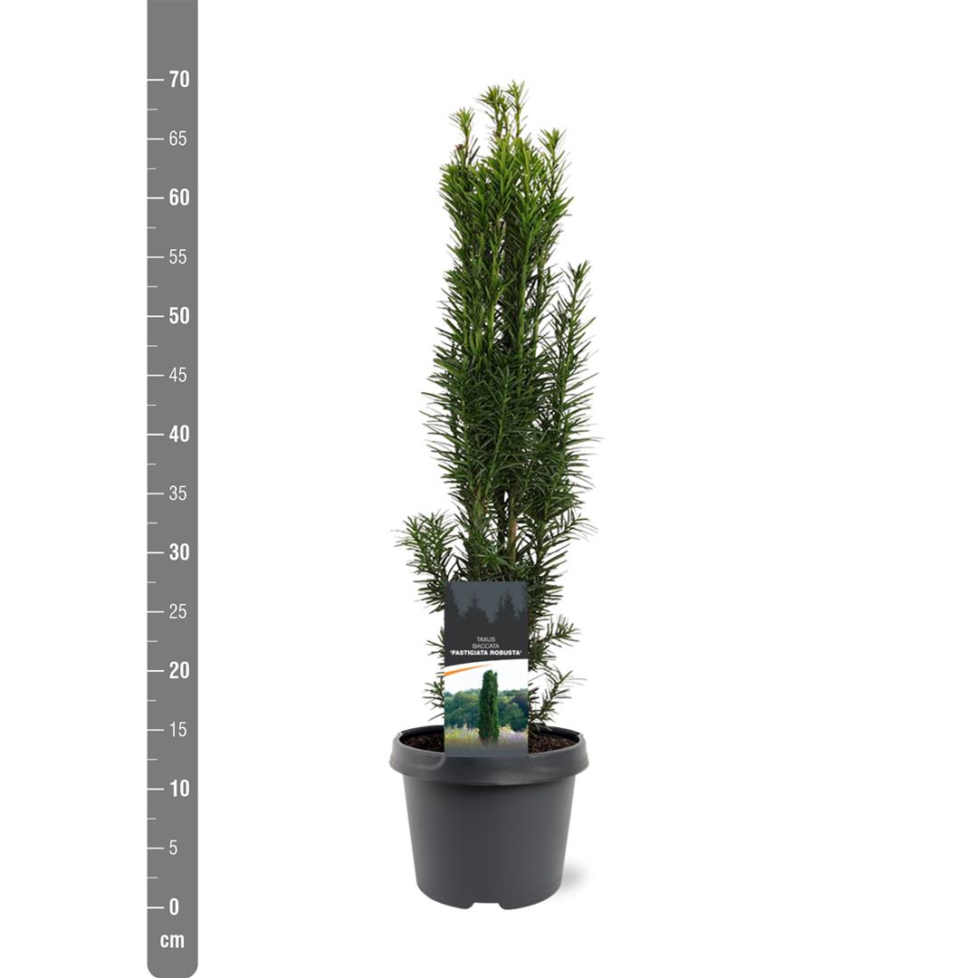 Taxus b. &