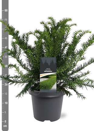 Taxus b. "Repandens"