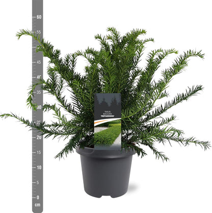 Taxus b. &