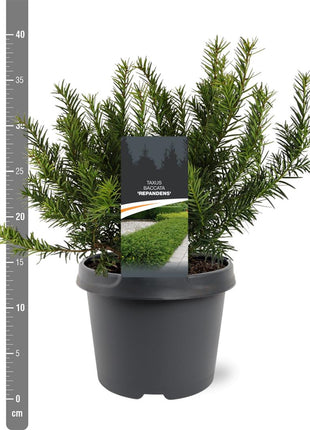 Taxus b. "Repandens"