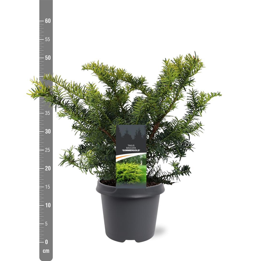 Taxus b. &