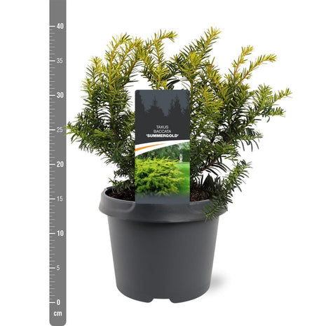 Taxus b. 'Summergold'