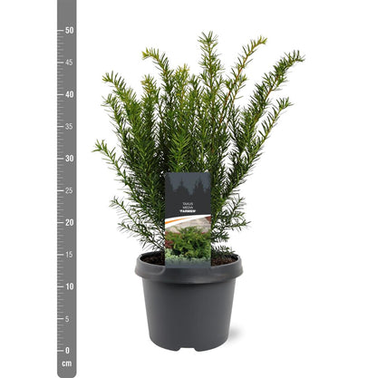 Taxus media &