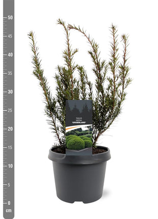 Taxus media 'Groenland'