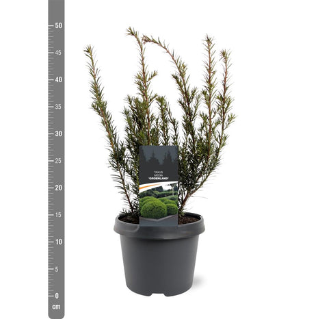 Taxus media 'Groenland'