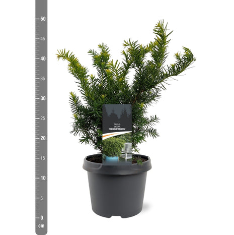 Taxus media 'Groenland'