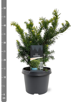 Taxus media 'Groenland'