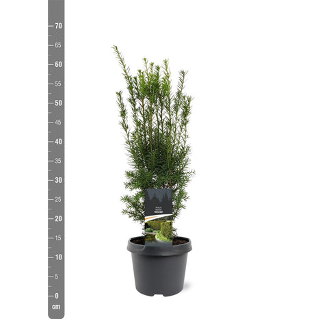 Taxus media 'Hicksii'