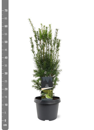 Taxus media 'Hicksii'